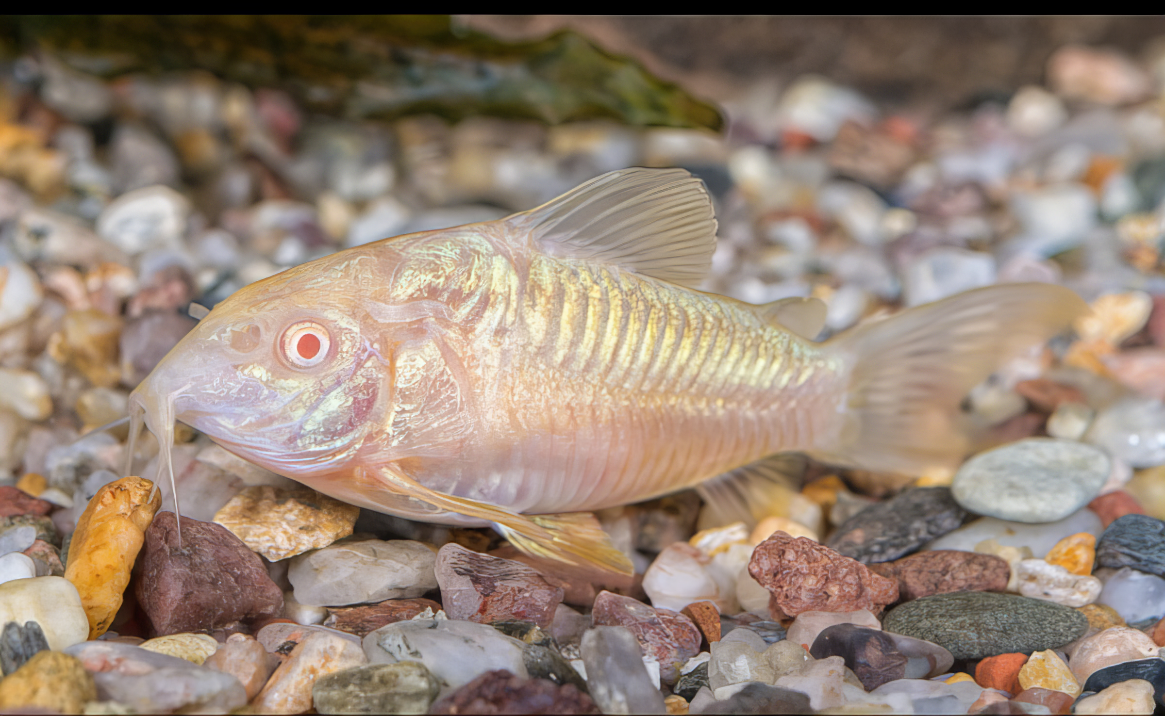 Albino Corydoras Aeneus 3cm Catfish - Image 7