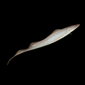 African Aba Aba Giant Knife Fish Gymnarchus Niloticus 5cm