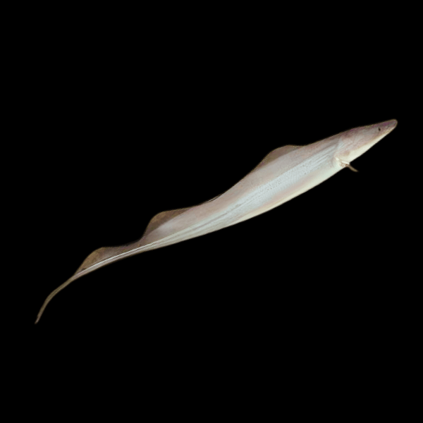 African Aba Aba Giant Knife Fish Gymnarchus Niloticus 5cm