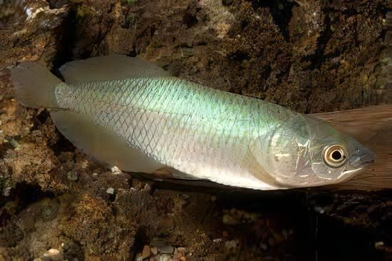 African Arowana Heterotis Niloticus 20cm - Image 5