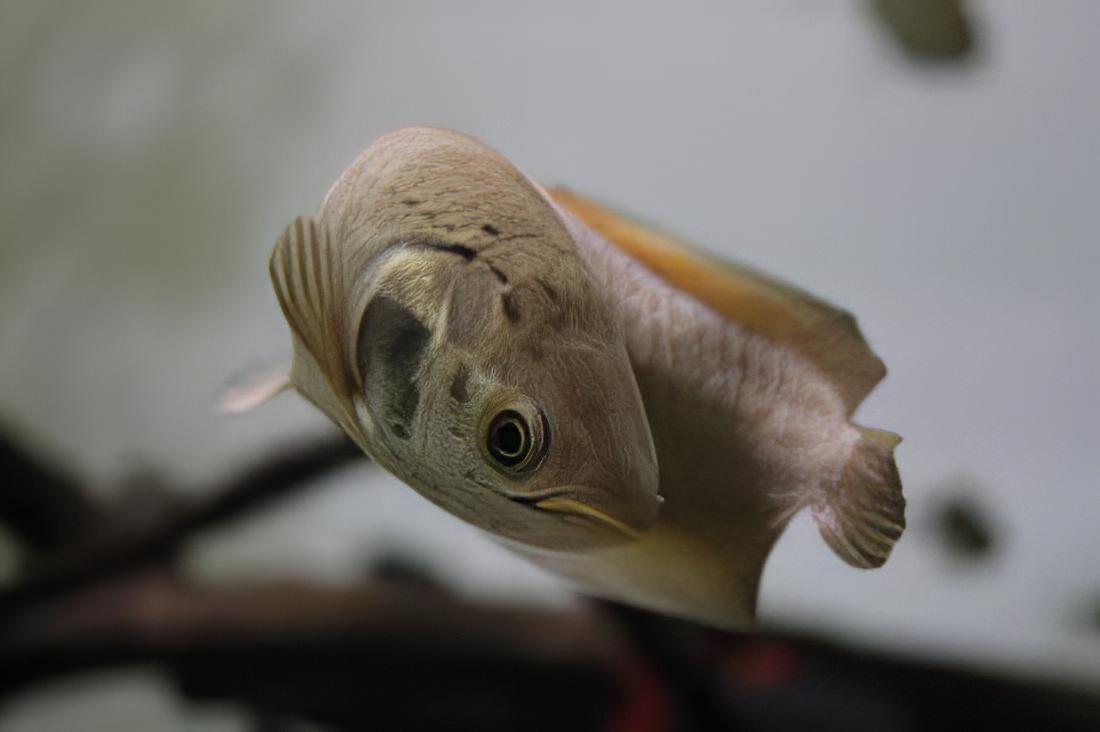 African Arowana Heterotis Niloticus 20cm - Image 6
