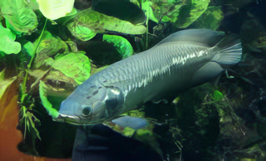 African Arowana Heterotis Niloticus 20cm - Image 7
