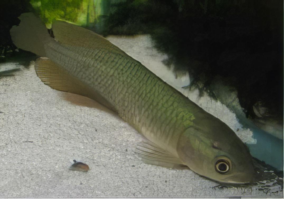 African Arowana Heterotis Niloticus 20cm - Image 8