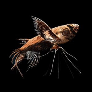 African Butterfly Fish Pantodon Buchholzi 5cm