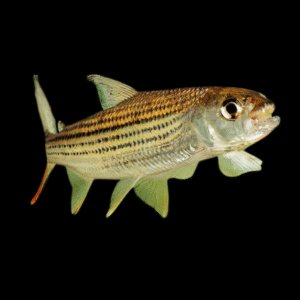 African Goliath Tiger Fish Hydrocynus Goliath