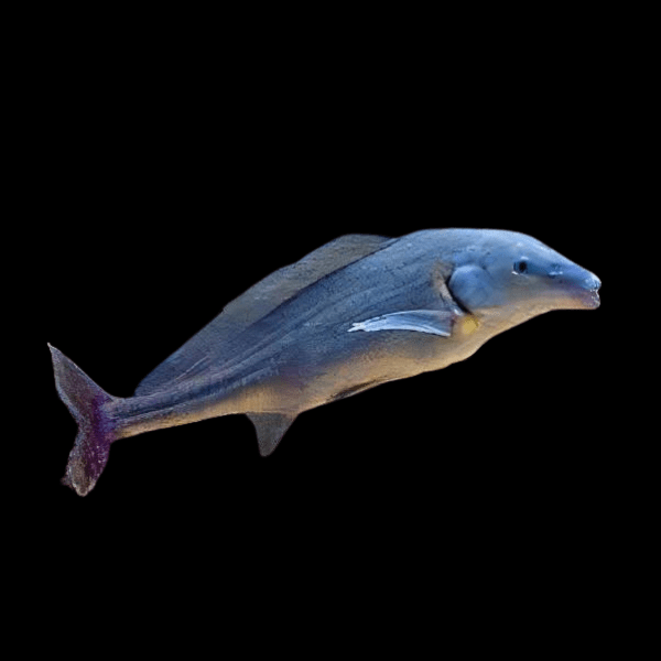 African Freshwater Dolphin Mormyrus Longirostris