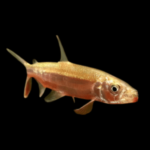 African Goliath Tiger Fish Hydrocynus Goliath