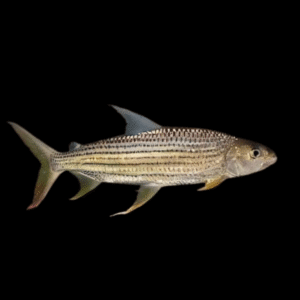 African Vittatus Tiger Fish Hydrocynus Vittatus