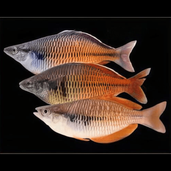 Ajamura Lakes Rainbow Fish Melanotaenia Ajamaruensis 5cm - Image 6