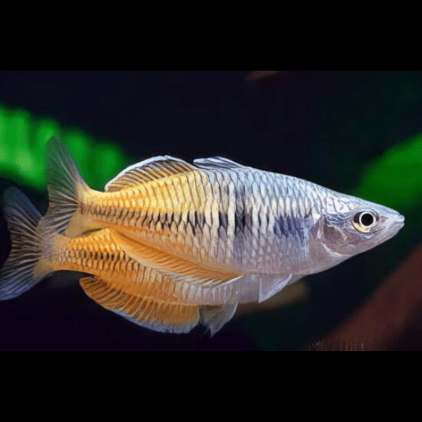 Ajamura Lakes Rainbow Fish Melanotaenia Ajamaruensis 5cm - Image 4