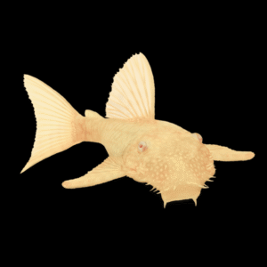 Albino Bristlenose Pleco Ancistrus