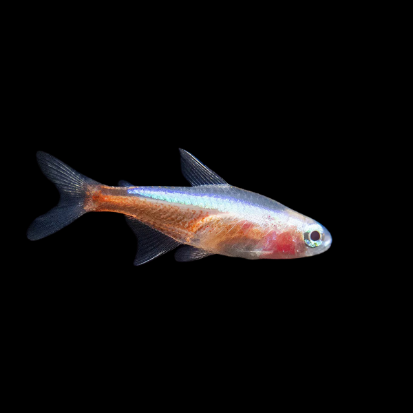 Albino Cardinal Tetra Paracheirodon Axelrodi - 2cm