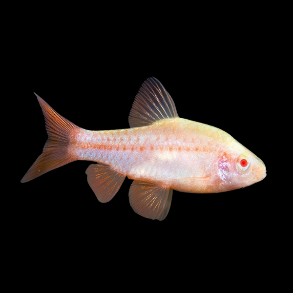 Albino Cherry barb Puntius Titteya - 3cm