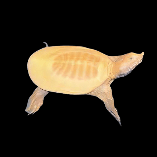Albino Chinese Soft Shell Turtle Pelodiscus Sinensis Juvenile 5cm