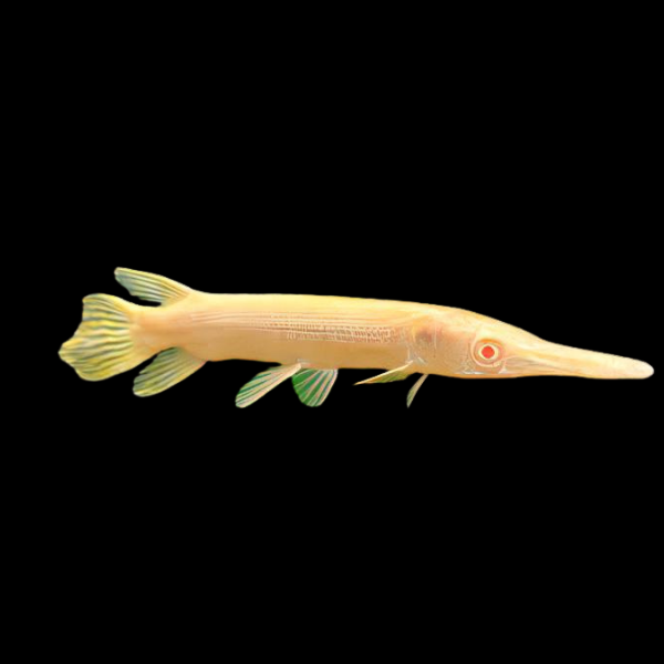 Albino Florida Spotted Gar Lepisosteus Platyrhincus 10cm