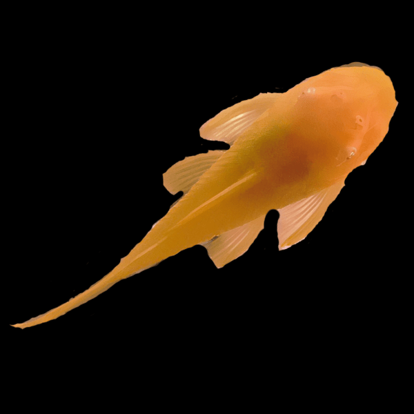 Green Dragon Albino Bristlenose Pleco Ancistrus