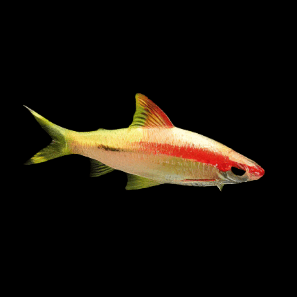 Albino Golden Red Line Torpedo Denison Barb Puntius Denisonii 5cm