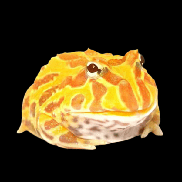 Albino Horned Frog Ceratophrys Cranwelli 4cm