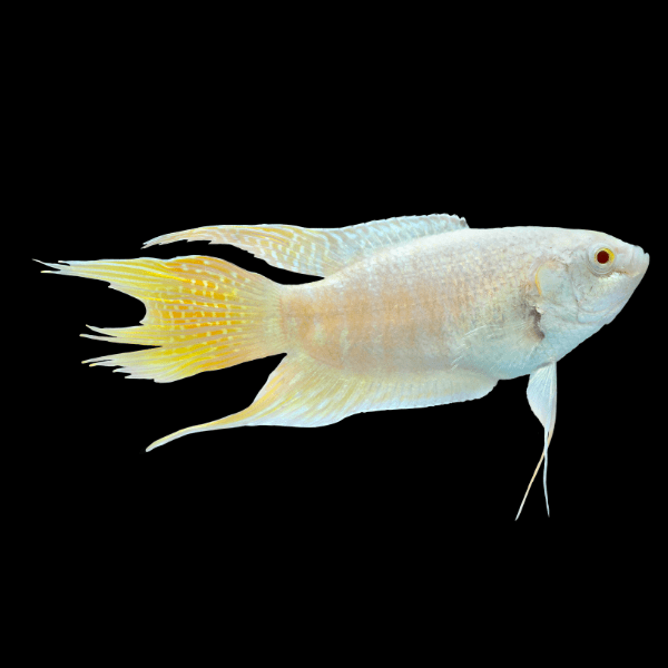 Albino Paradise Fish Macropodus Opercularis 4cm