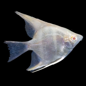 Albino Rio Japura Angelfish Pterophyllum Scalare 5cm