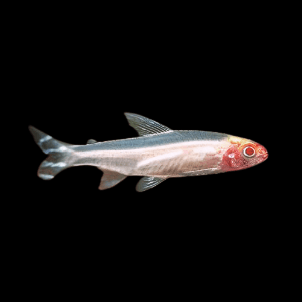 Albino Rummy Nose Tetra Hemigrammus Bleheri 2cm