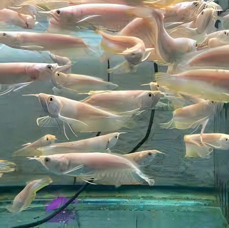 Albino Silver Arowana Osteoglossum Bicirrhosum 15cm - Image 8