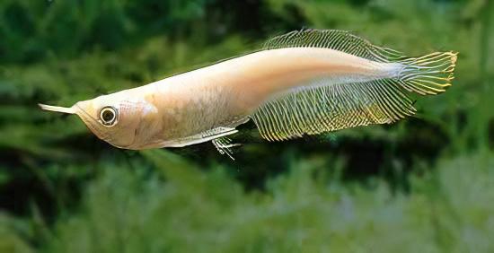 Albino Silver Arowana Osteoglossum Bicirrhosum 15cm - Image 6