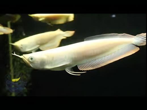 Albino Silver Arowana Osteoglossum Bicirrhosum 15cm - Image 5