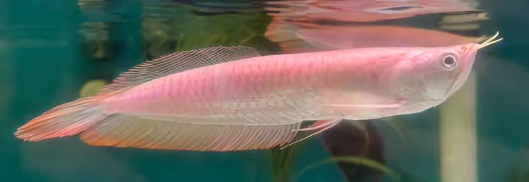 Albino Silver Arowana Osteoglossum Bicirrhosum 15cm - Image 4