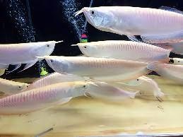 Albino Silver Arowana Osteoglossum Bicirrhosum 15cm - Image 7