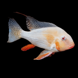 Albino Threadfin Acara Acarichtys Heckelii 4cm