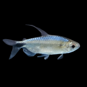Alestes Blue Sheen Tetra Alestopetersius Smykalai 5cm