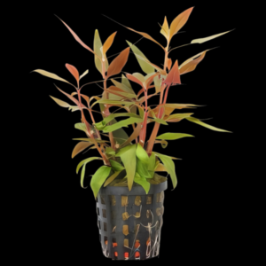 Five Potted Plants Purple Temple Plant Alternanthera Lilacina