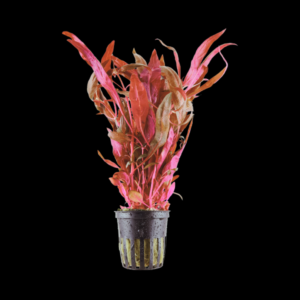 Five Potted Plants Red Temple Rot Plant Alternanthera Reineckii