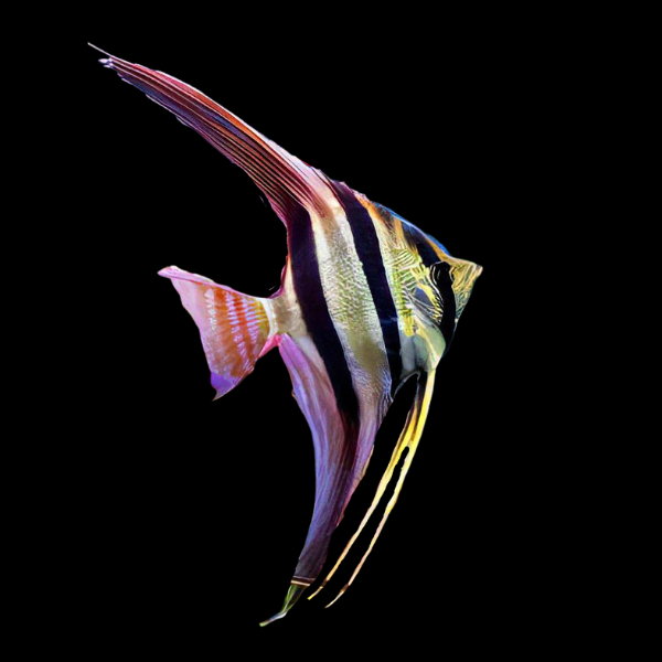 Altum Angelfish Inirida Pterophyllum Altum 5cm