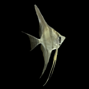 Altum Angelfish Atabapo Pterophyllum Altum – 5cm