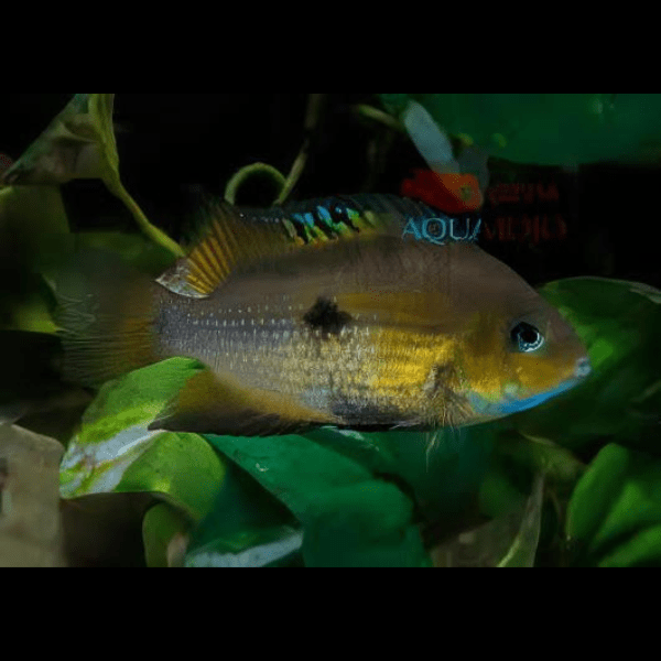 Amatitlania Myrnae Topaz Cichlid 5cm - Image 6