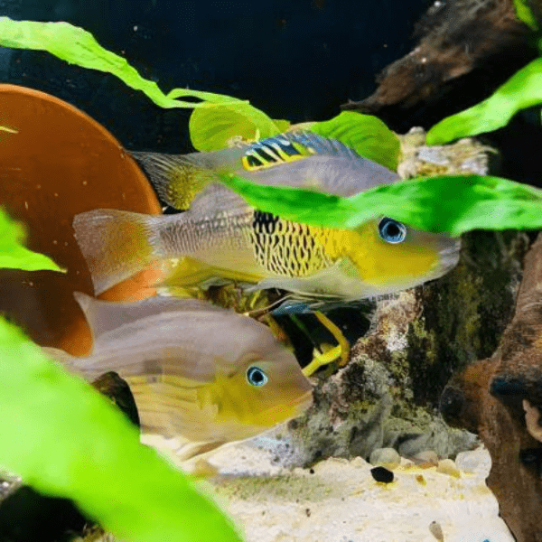 Amatitlania Myrnae Topaz Cichlid 5cm - Image 7