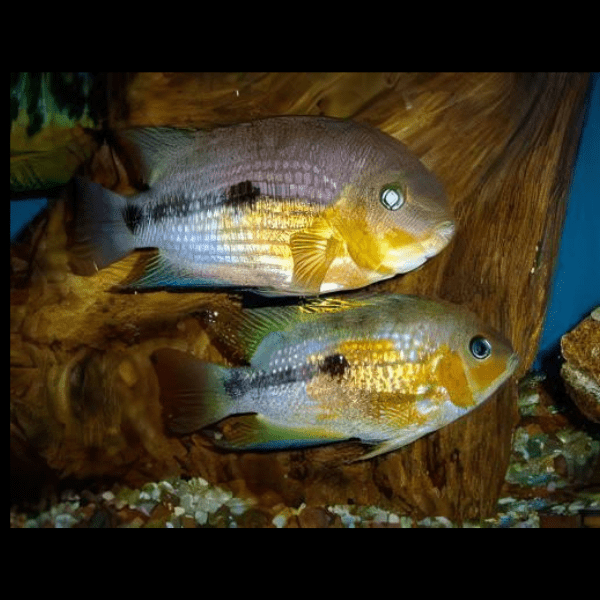 Amatitlania Myrnae Topaz Cichlid 5cm - Image 8