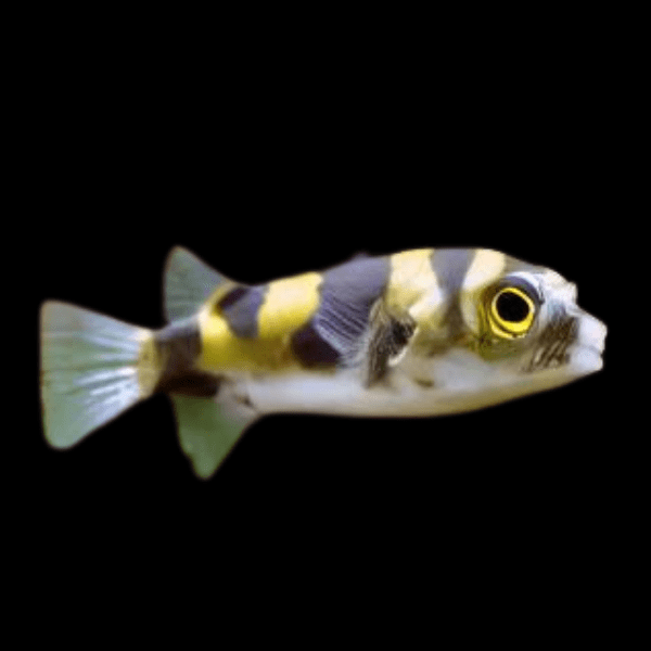 Amazon Pufferfish Colomesus Asellus 6cm