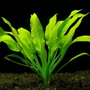 Five Potted Plants Amazon Sword Echinodorus Species