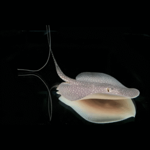 Antenna Stingray Plesiotrygon Iwamae 30cm