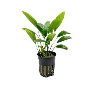 Five Potted Plants Wrinkle Leaf Anubias Plant Anubias Barteri