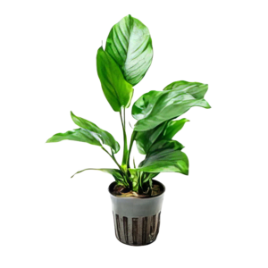 Five Potted Plants Broad Leaf Anubias Plant Anubias Bateri