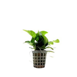 Five Potted Plants Dwarf Anubias Plant Anubias Nana