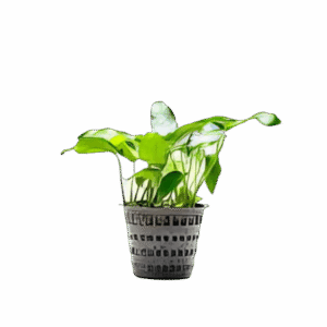 Five Potted Plants Short & Sharp Anubias Plant Anubias Sp