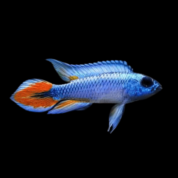 Apistogramma Agassizi Blue Flame 3cm