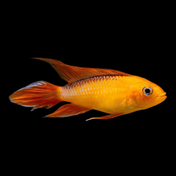 Apistogramma Agassizi Fire Gold 3cm