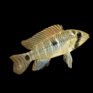 Apistogramma Caetei 3cm