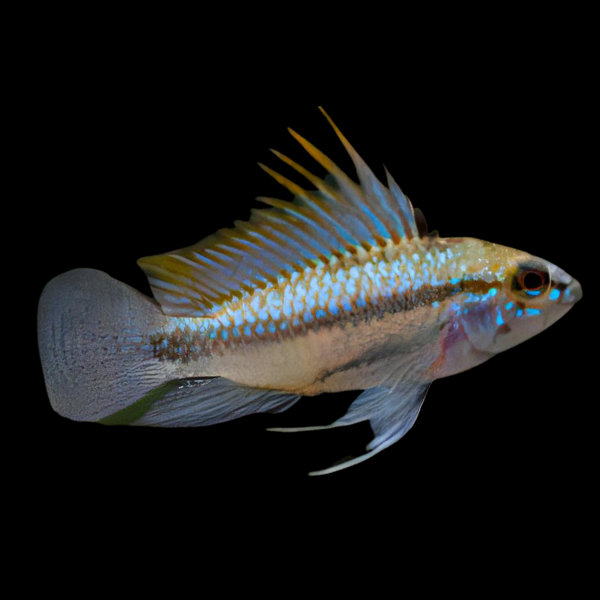 Apistogramma Trifasciatus 3cm